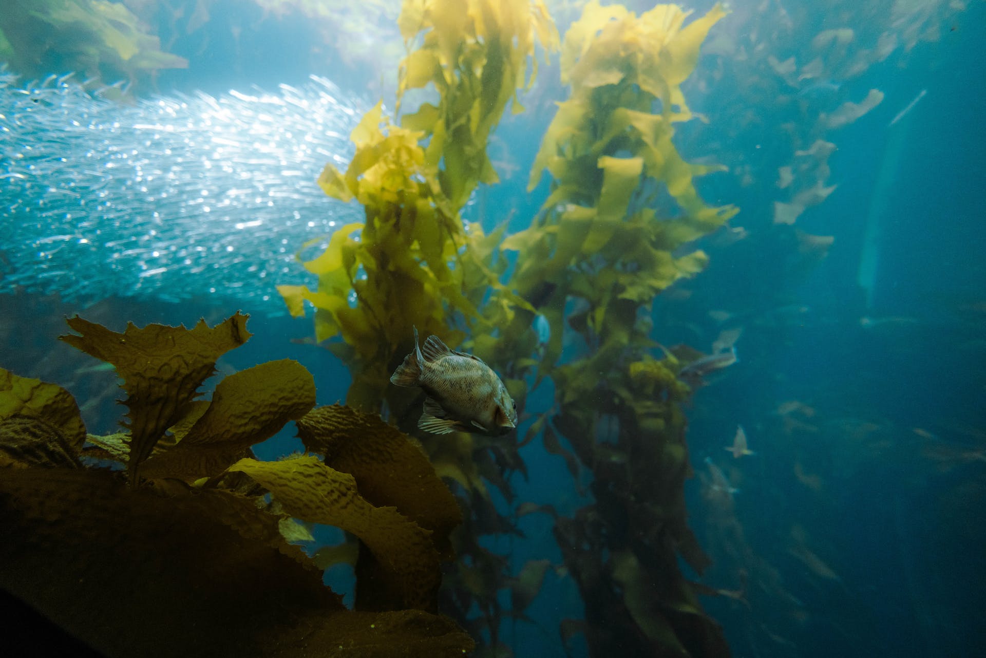 A school of fish swimming amongst a kelp forest.